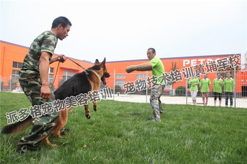 派多格首席宠物美容师;5年宠物行业经验,擅长小型犬种美容造型 7 人