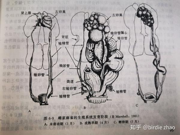 鸟类基础知识6泌尿与生殖系统