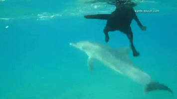 喜欢出海和海豚玩的狗狗,太有爱了!