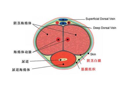 可以通过锻炼增大我们的大小首先我们的海绵体中又大部分的平滑肌细