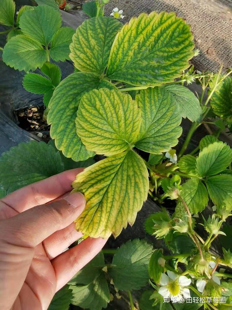草莓营养缺乏的诊断与防治 关注草莓圈 轻松种草莓