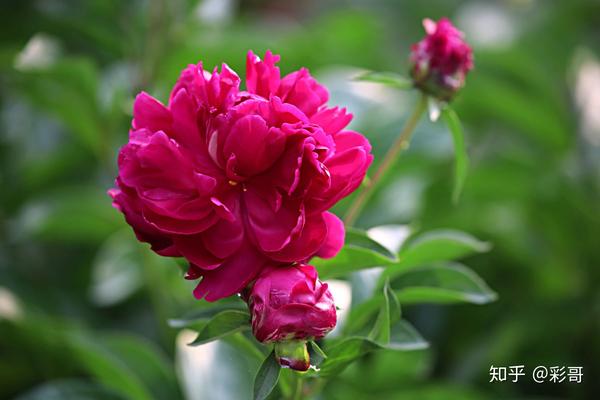 芍药花语,芍药花有什么寓意?