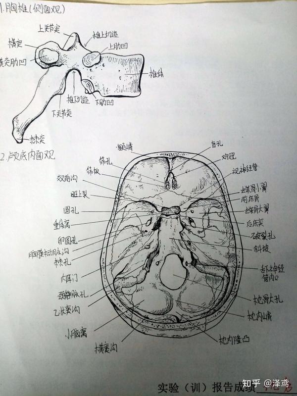 躯干骨及其连接 绘图(1)胸椎侧面观         (2)颅底内面观 实验五