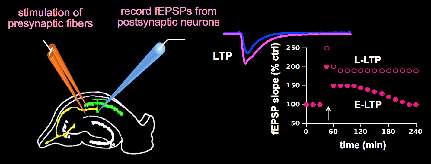 突触可塑性synapticplasticityltp