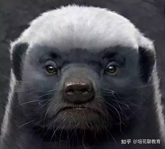 平头哥是我的信仰!