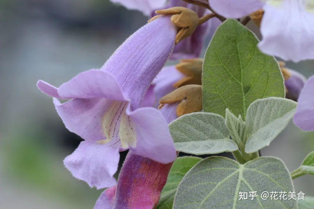 知乎