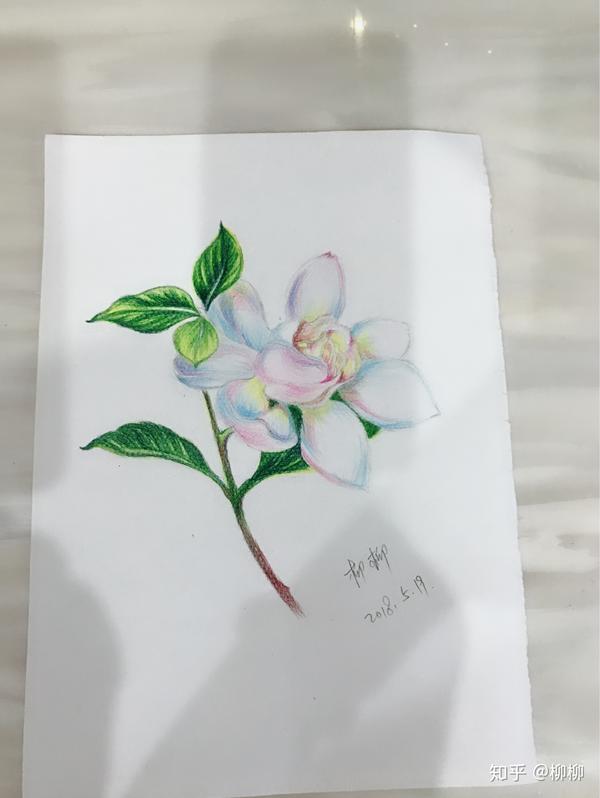 彩铅,栀子花