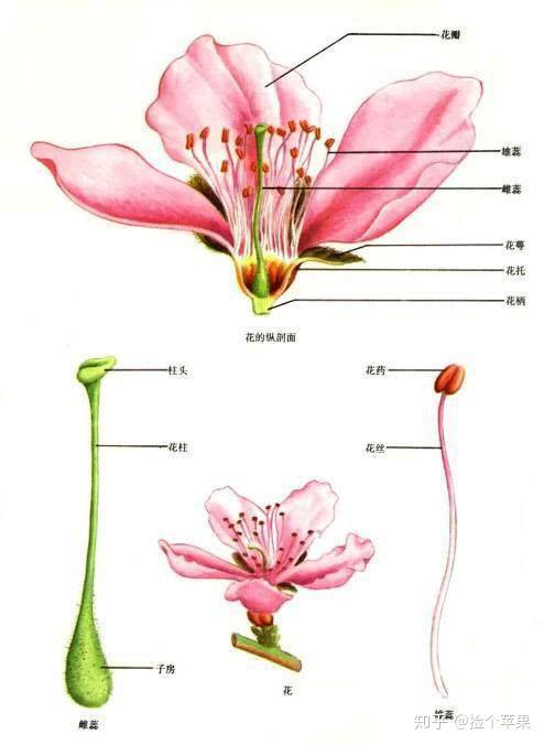 豌豆花结构