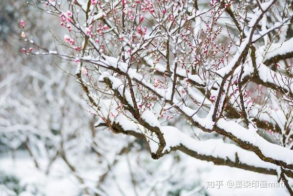 运用积雪来衬托梅花的芬芳,是个不错的表现手法,表现寒梅傲雪的意境.
