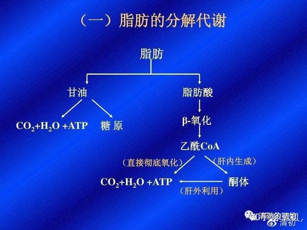 碎碎念能量代谢之脂肪代谢内有减肥方案