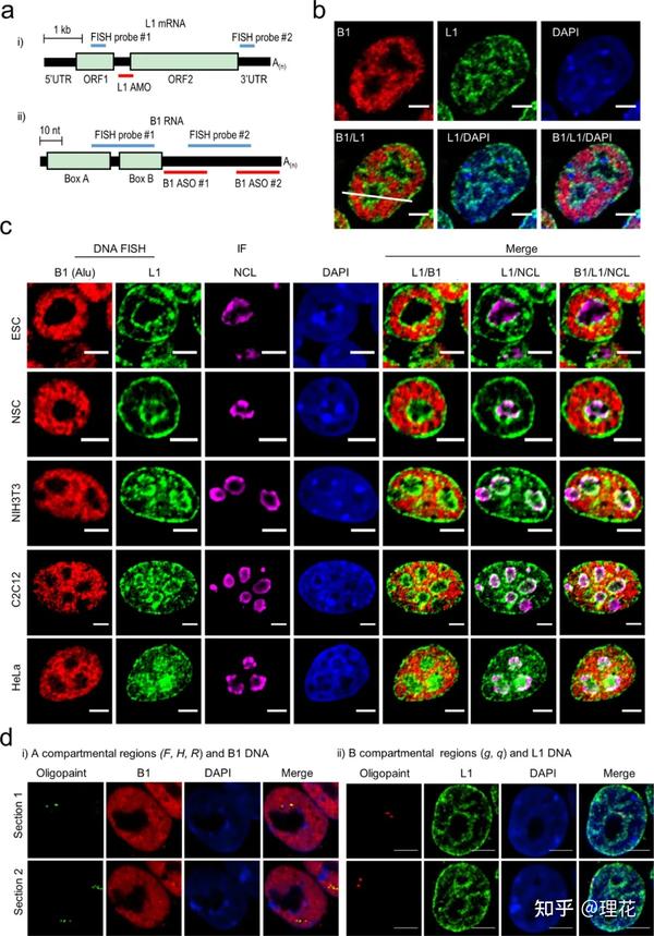 dna的荧光原位杂交(fish)揭示了l1和b1的空间分离.