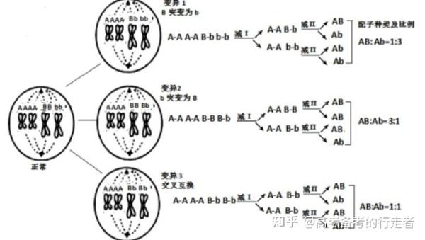 因此该细胞为次级精母细胞,处于减数第二次分裂中期