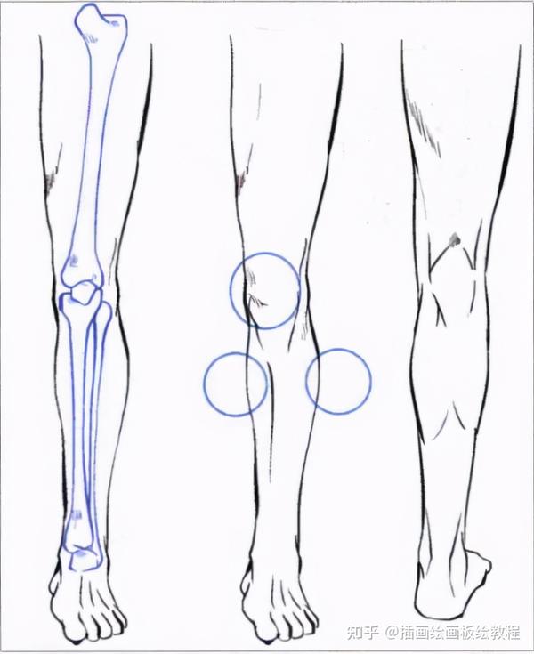 【绘画教程】板绘人物四肢关节怎么画?教你用最原始的