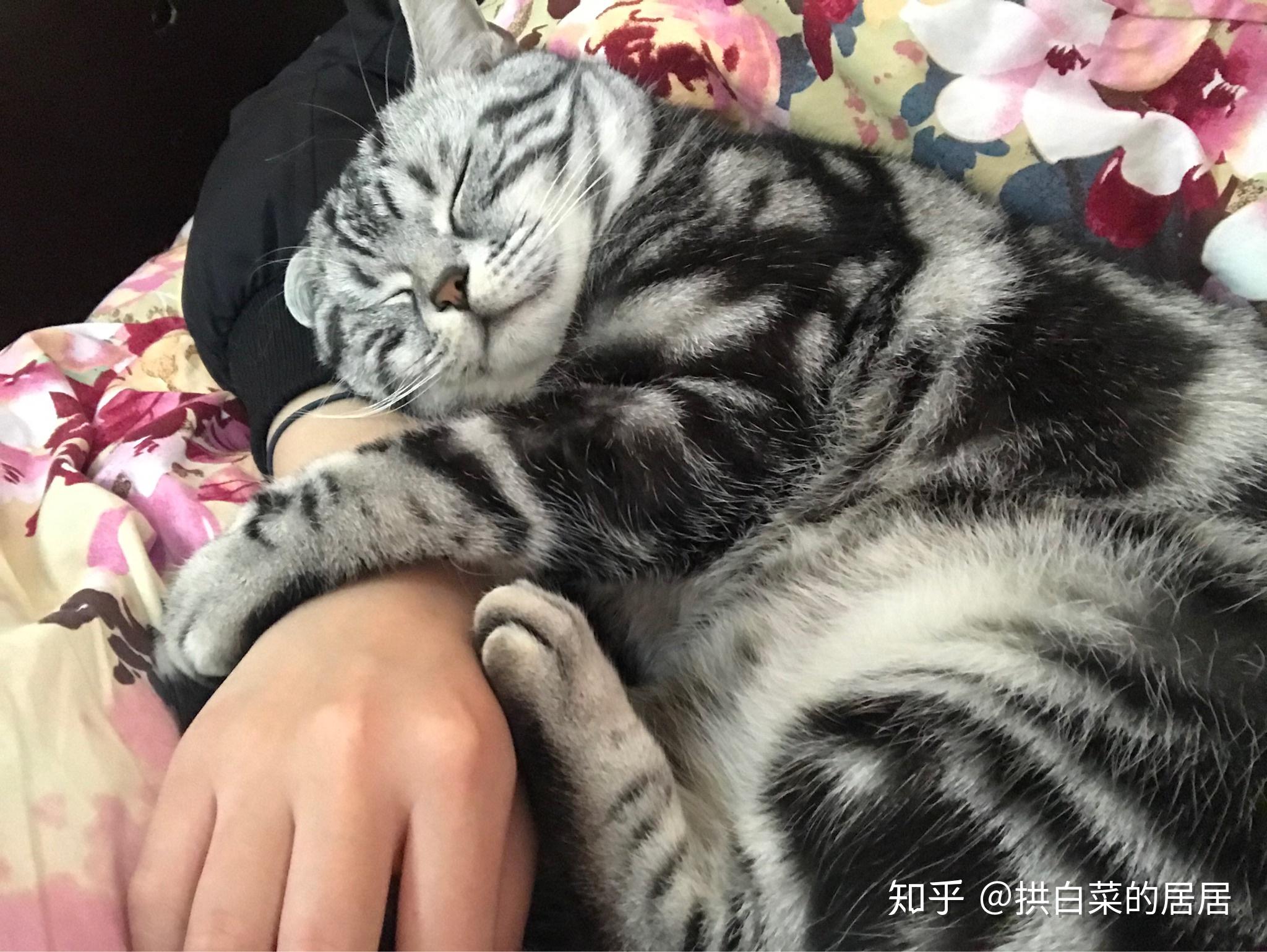 美短和狸花猫应该怎么辨认