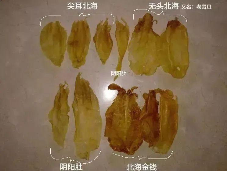 北海胶:继赤嘴鳘鱼胶后火爆全网的一款鱼胶,我们到底要不要选它