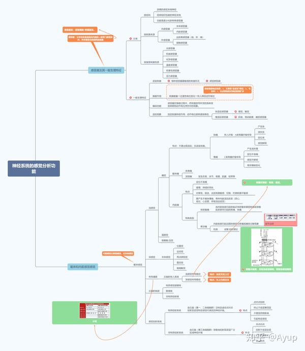 思维导图---《神经系统的感觉分析功能》