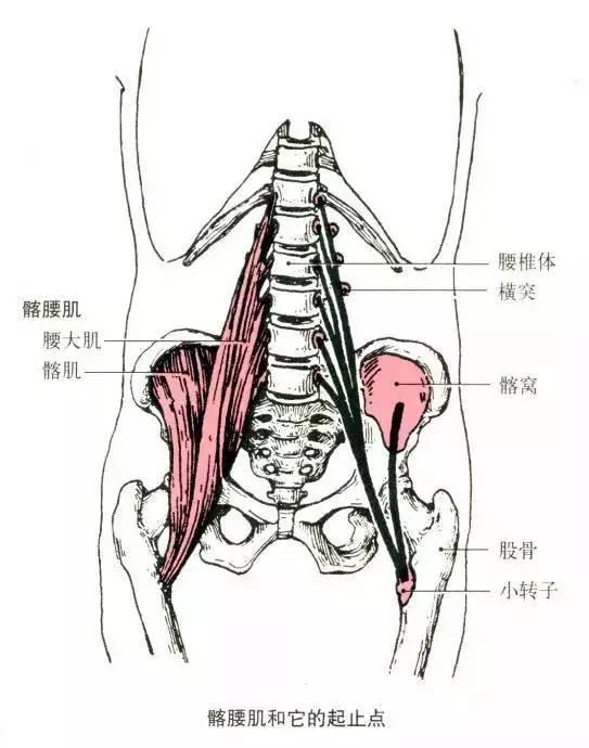 起点:髂窝. 2.止点:股骨小转子. (二)腰大肌 1.