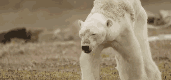 在他的镜头里,人们看到北极熊美而残酷的现状