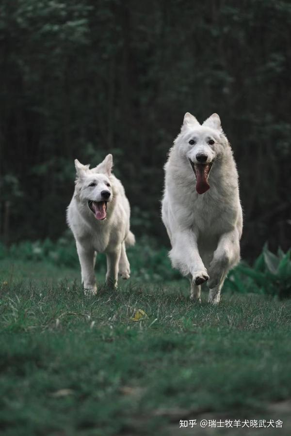 白色德牧 瑞士牧羊犬