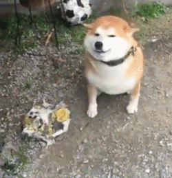 柴犬不仅以表情包著称,还有它的飞机耳!