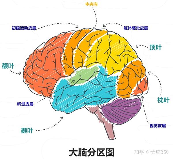 大脑分区图