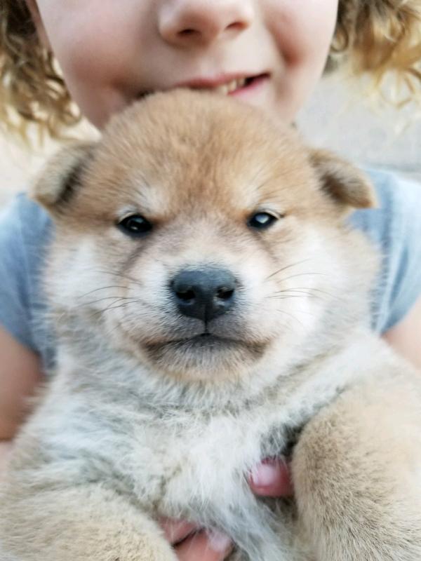 你们的柴犬小时候长什么样?