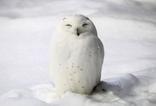 雪鸮在中国北方很少能见到,是国家二级保护动物,不可私人饲养.