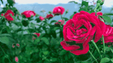 壁纸 花 桌面 392_220 gif 动态图 动图