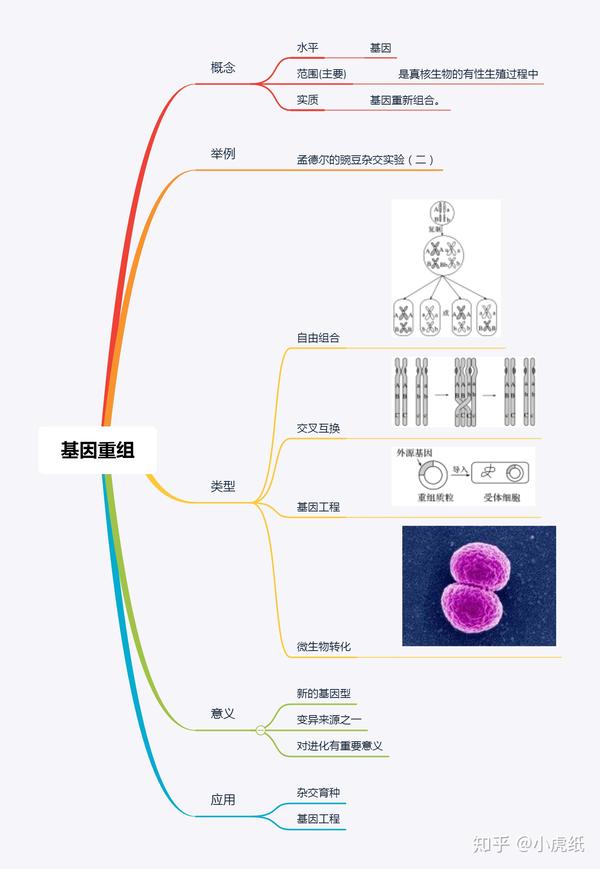 基因重组思维导图(课本知识梳理)