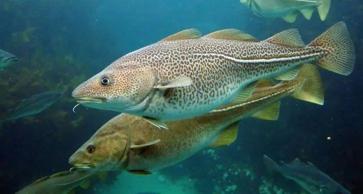 比如说小鳞犬牙南极鱼 dissostichus eleginoides,俗称巴塔哥尼亚齿鱼