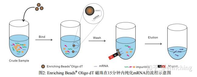 Oligo dT磁珠 知乎