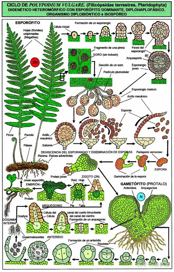 科学绘画||来自泥盆纪时期的蕨类植物