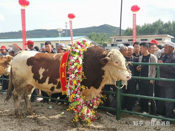 康乐县第十二届赛牛相牛大会隆重举办,牛王牛后养殖者获万元奖励