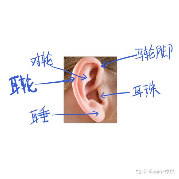 首先我们要知道耳朵的结构,耳朵由耳轮,耳轮脚,耳珠,对轮和耳垂,那么