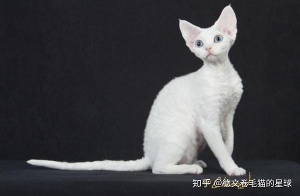 好猫一身毛德文卷毛猫毛发深度解析