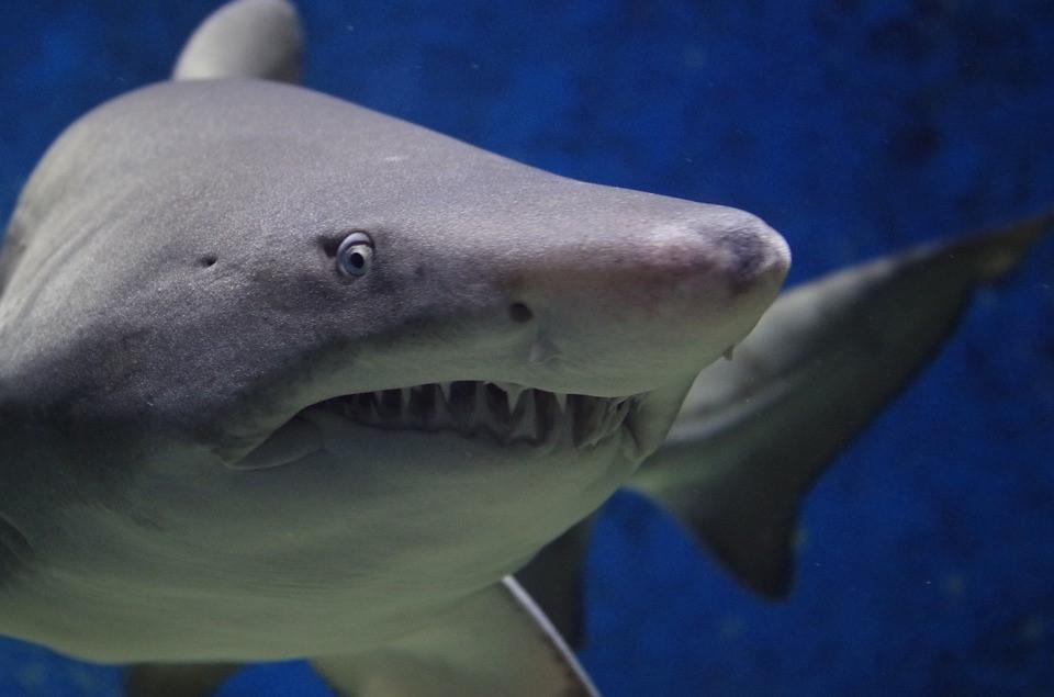 福克斯试图挖鲨鱼的眼睛,结果他的手伸进鲨鱼的嘴里.