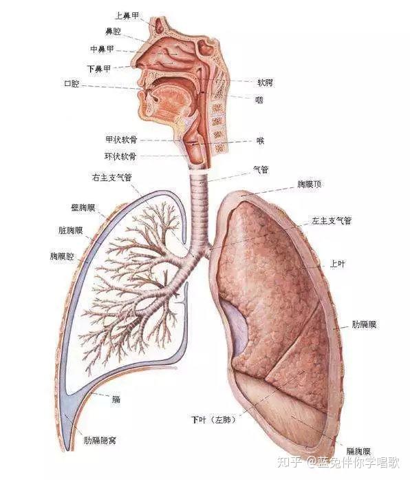 免费学唱歌教程分享群 ←领取学习视频 歌唱通过从肺部呼出的气息形成