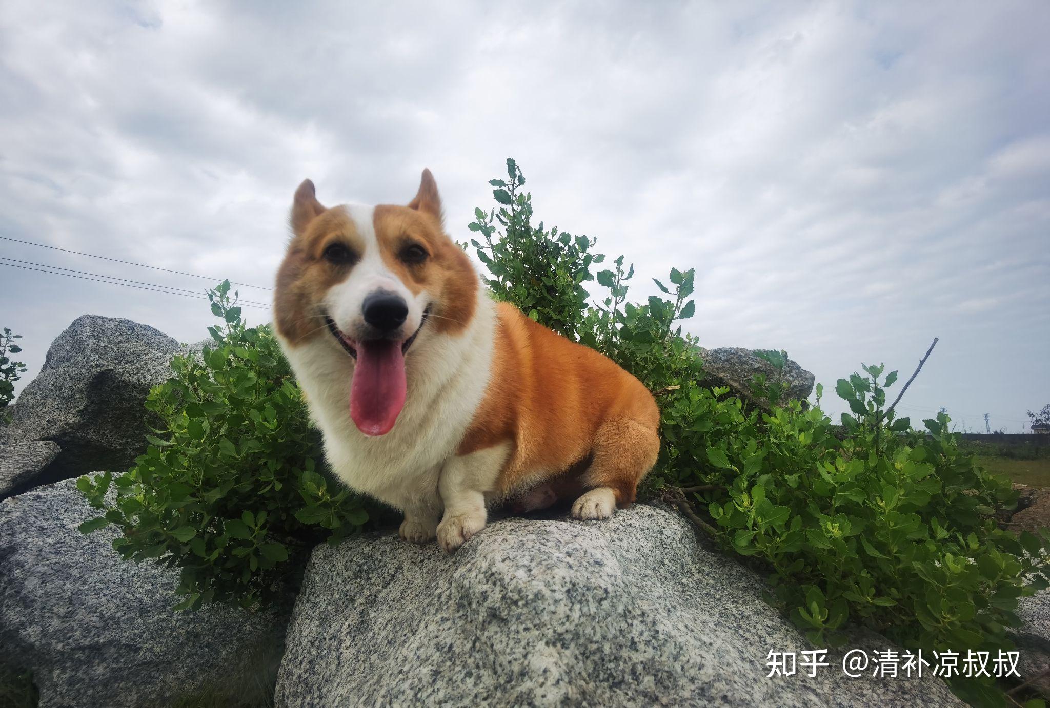 柯基长得不像纯种的是串串吗