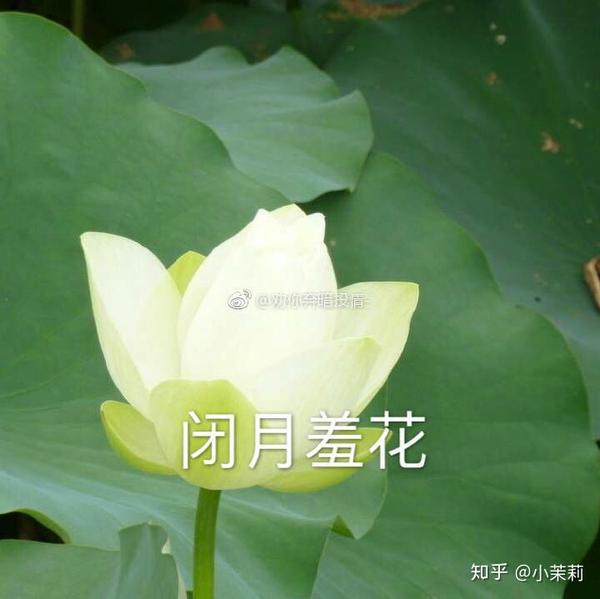 当然是最近很火的佛系莲花头像啦 废话不多说 上图 一部分是从微博上