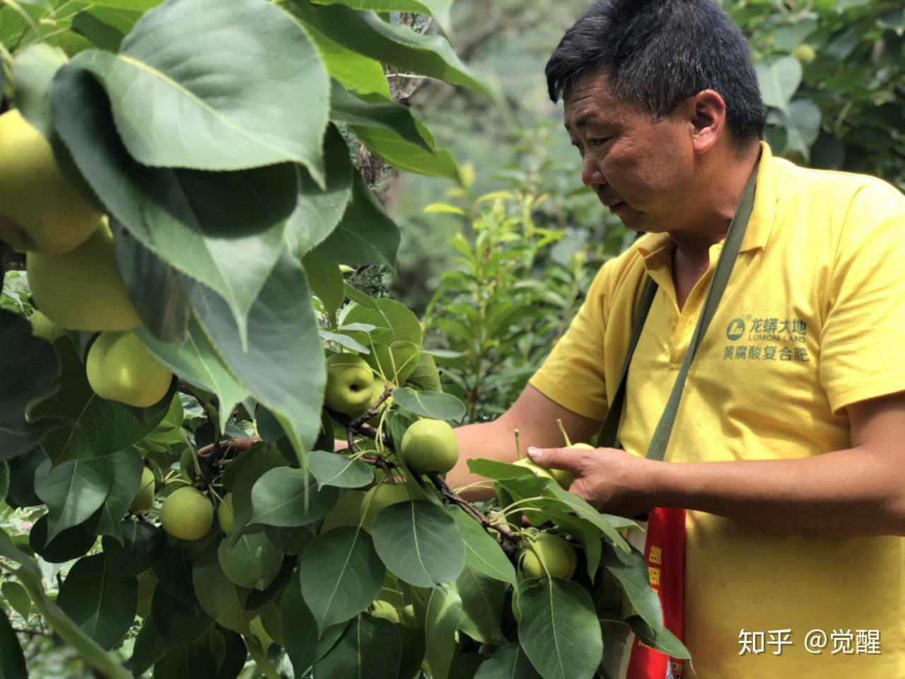 67月份应季水果先来一款鲜见的