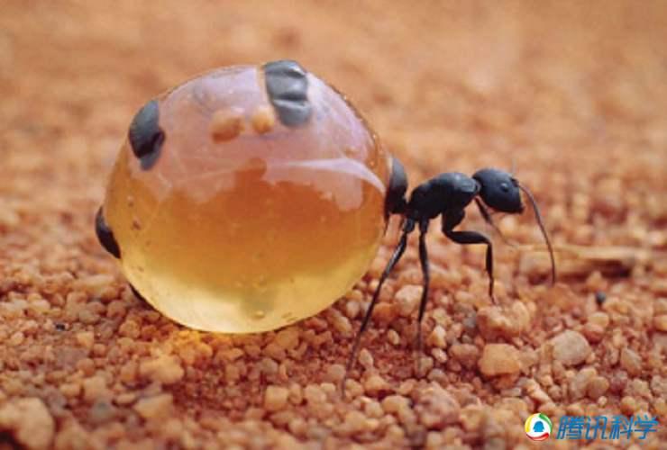 世界上肚子最大的蚂蚁蜜罐蚁