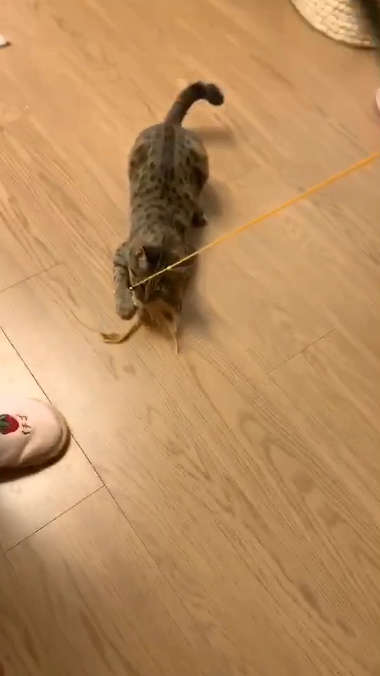 我用羽毛自制了逗猫棒,小猫会低吼出气.发出的声音有