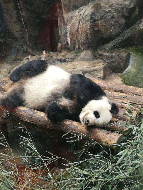 全都是看熊猫的人 另一个在睡觉觉的熊猫