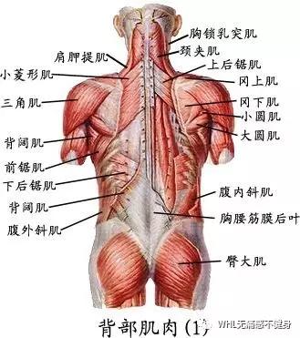 什么是背阔肌?全身肌肉解剖看这里!