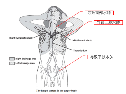 淋巴结分布
