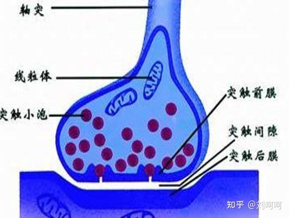 突触前膜当中的小泡释放 神经递质,通过突触间隙到达突出后膜当中被