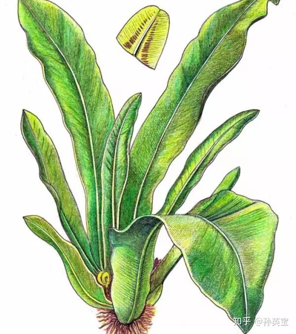 植物科学绘画之叶的科学绘画方法