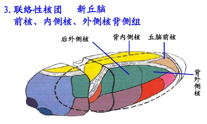 丘脑与丘脑核团