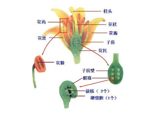 sfn——nrf2氧化还原调节靶基因