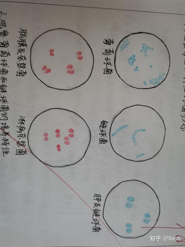 医学微生物学实验绘图